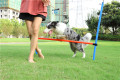 PET Safe Bar Jump Agility Accoun