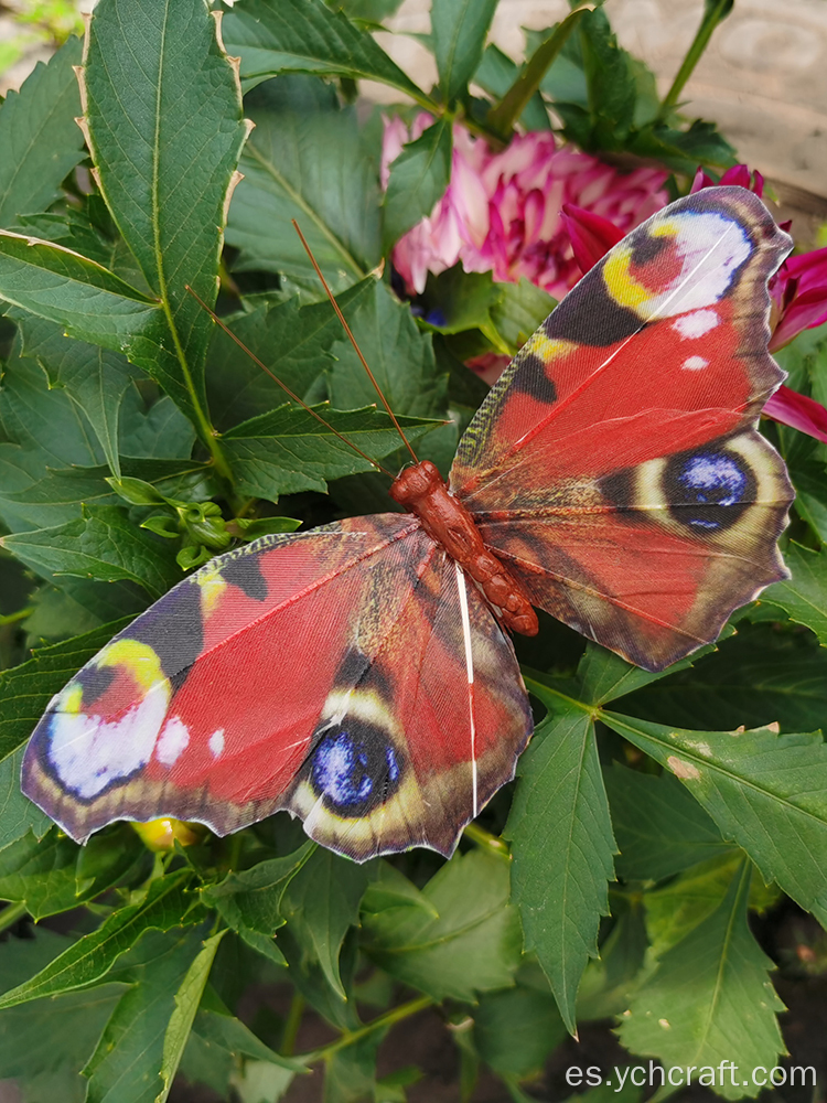 Pascua encuentra la mariposa