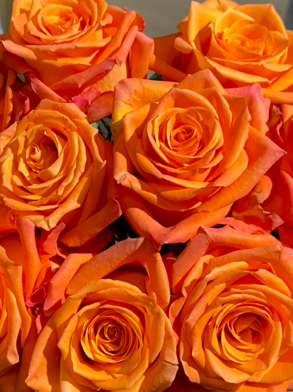 কিংস ডে রোজ Kings Day Rose