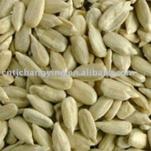 American sunflower seeds kernel