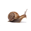 Snail Slime Extrait Additif cosmétique poudre 10: 1