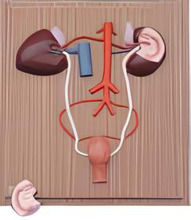 Horse kidneys and urinary system