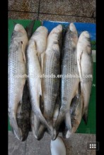Frozen grey mullet/Mugil cephalus fresh fish