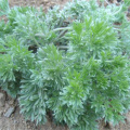 10:1 Insect repellent effect of wormwood extract