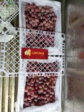 fresh xinjiang good quality red grape