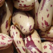 long shape light speckled kidney beans(heilongjiang)