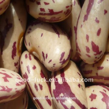 long shape light speckled kidney beans(heilongjiang)