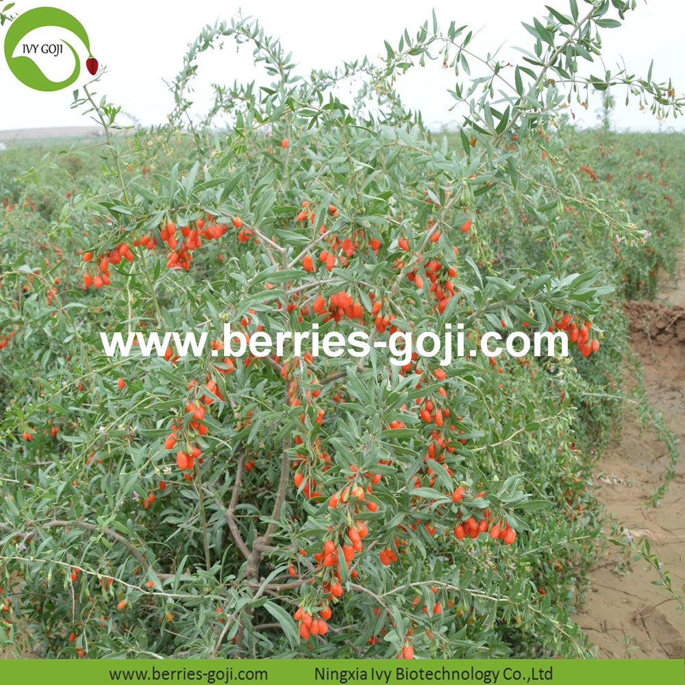 Conventional Goji Berries