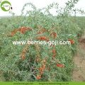 No Pesticide Natural Nutrition Authentic Goji Berry tradizionale