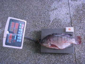 Professional manufacturer and exporter of frozen tilapia