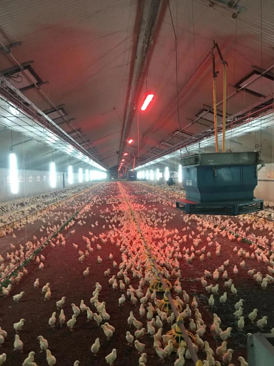 More Ray and Less Energy Poultry Farm Lighting for Broiler