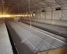 Efficient chain feeding system for hens