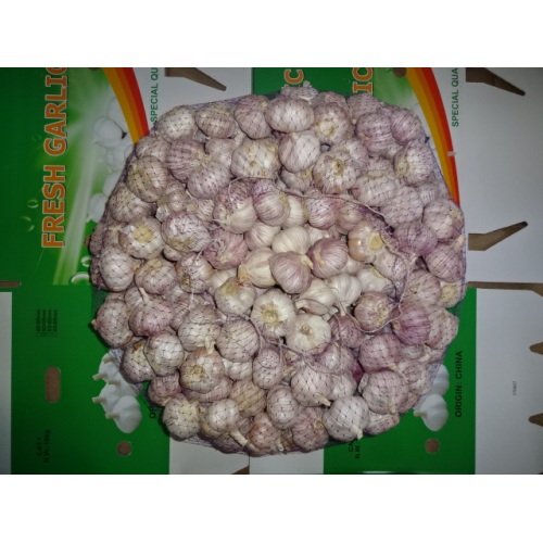 Hot Sale Normal Weißer Knoblauch frisch