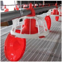 Poultry Chain Feeding Systems