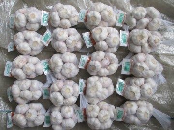 White Garlic Normal Garlic Crop 2020