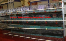 Hot Sales Pullet Cages for Layers