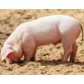 Enzymy karmienia dla świń w celu promowania trawienia