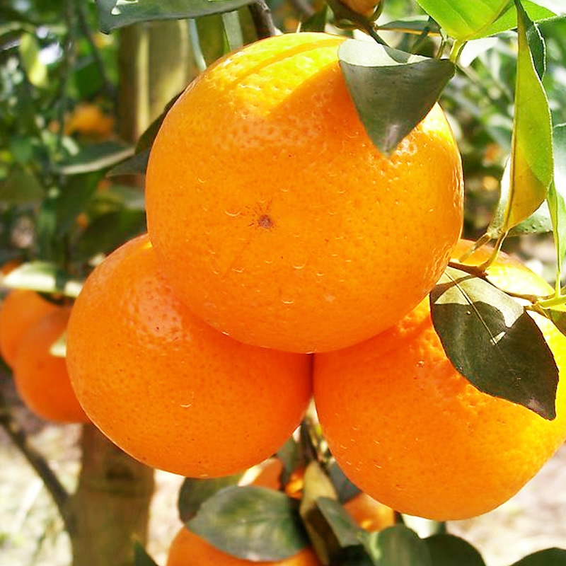برتقال طازج / حمضيات حلوة