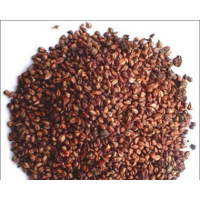 CAS No 84929-27-1 Cuidado de la piel Extracto de semilla de uva
