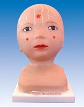 Fetal Head Injection Model
