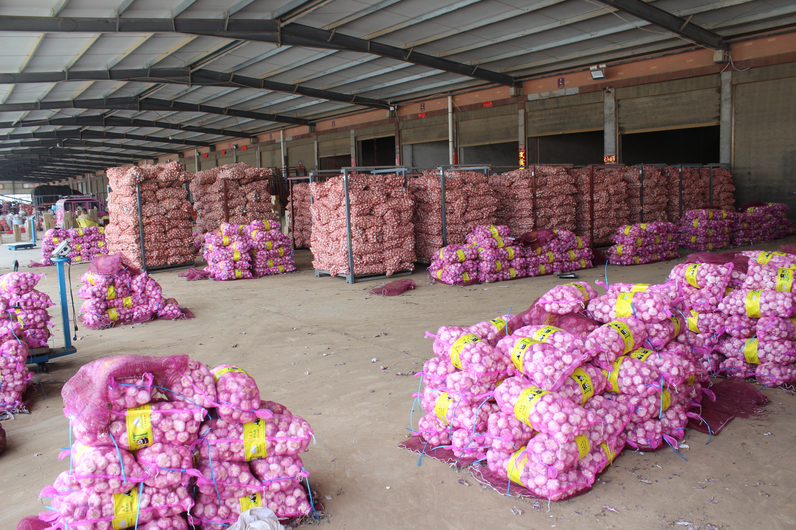 Fresh Red Garlic Bulb is Provided Plant Processing