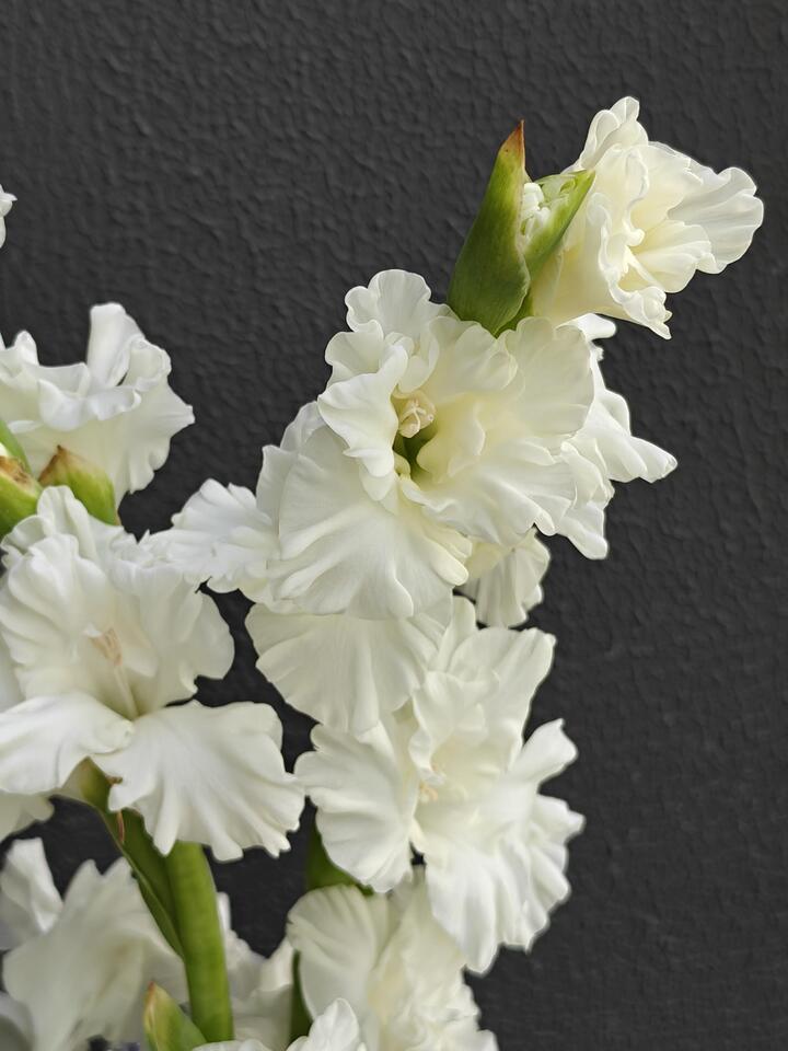 গ্ল্যাডিওলাস ক্রিস্টাল ক্যান্ডি Gladiolus Crystal Candy