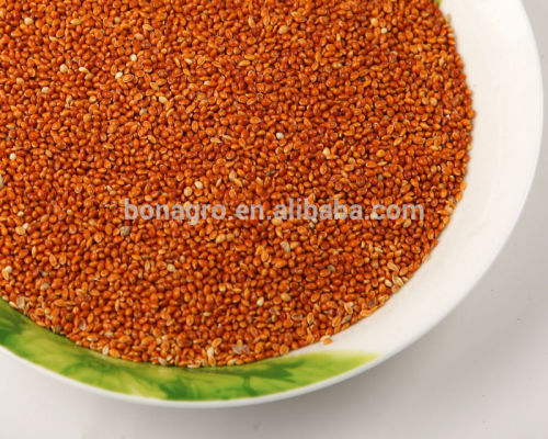 Red millet seeds for bird seeds or human consumption