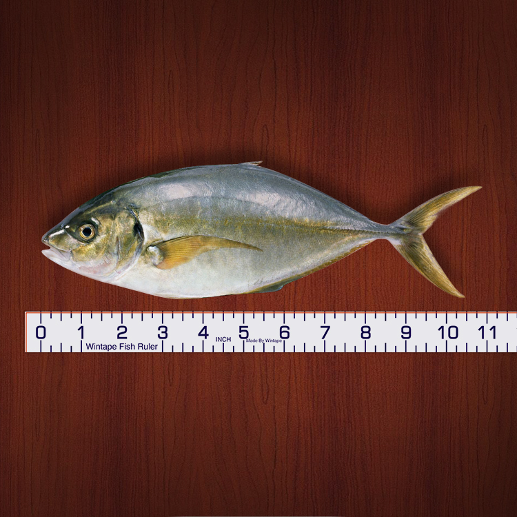 Ukuran pita ikan cetak khas ukuran ikan pembaris ikan 40 inci