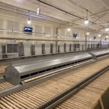 Automatic Poultry Egg Nest System for Breeders and Layers