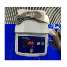 fresh material top grade frozen squid tentacle,certified supplier squid tentacles,best quaility squid tentacle