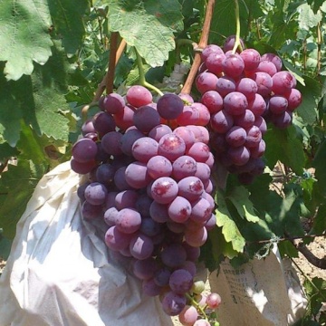 buy fresh grape in paper bag import red grape export