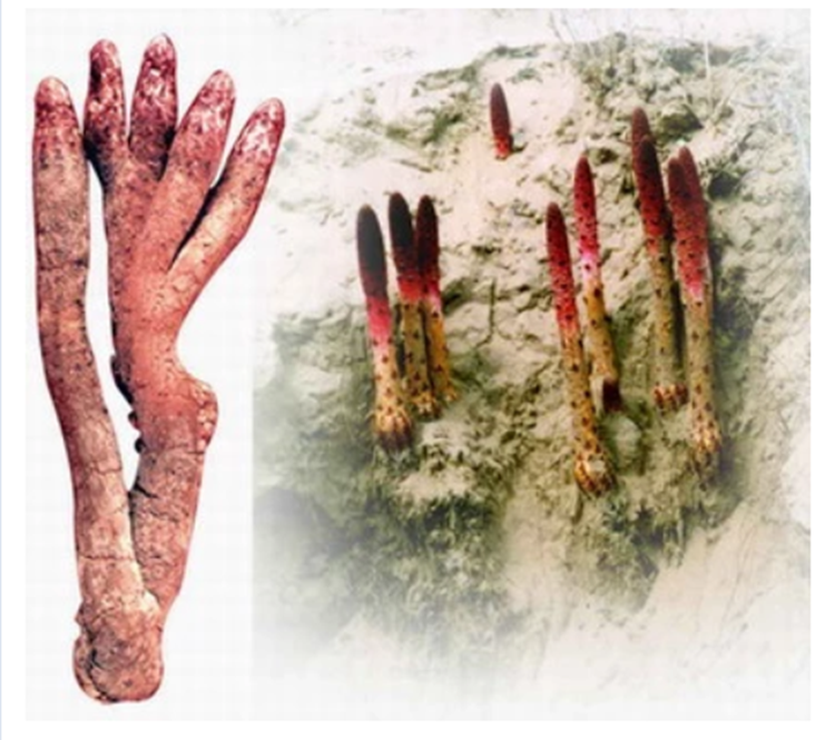 Cynomorium Coccineum Powder Cynomorium Coccineum Powder