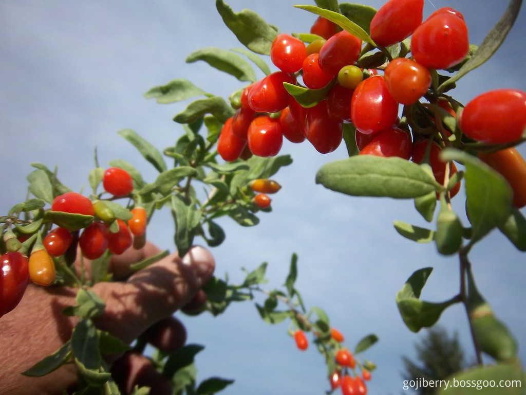 fresh Conventional Goji Berries