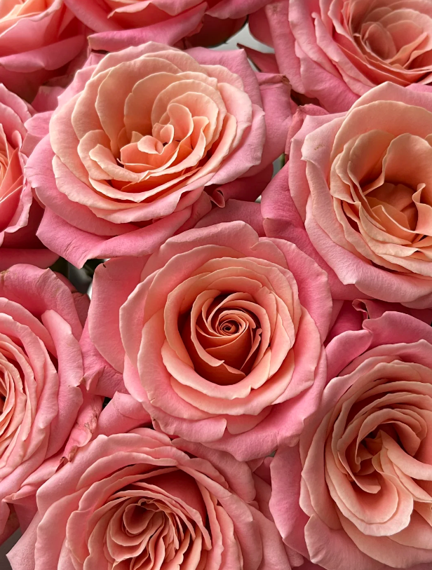 মিস পিগি রোজ Miss Piggy Rose
