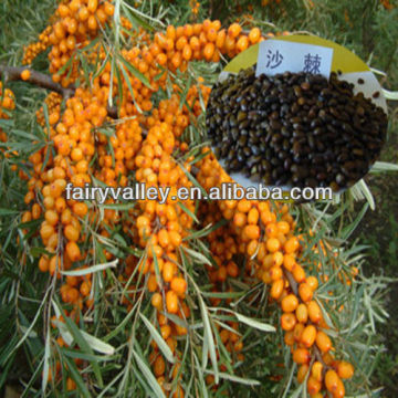 Seabuckthorn Fruit/Berry Seeds For Growing High Economic Value Can Harvest More Than 25 Years