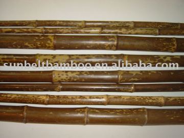 Speckled bamboo Pole Sun-003