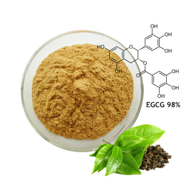 Grüne Teeextrakt Polyphenole EGCG