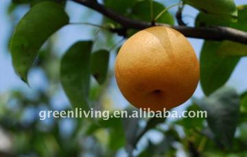 chinese fengshui pear fresh