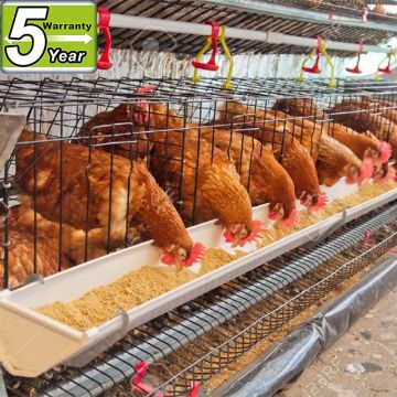 Innaer factory 4 tiers 160 chicken layer chicken cages for sale