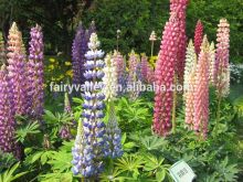 Heirloom Seeds Lupin Lupinus Lupine Bluebonnet Texas Bluebonnet Mixed Flower Seeds