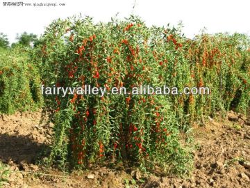 buy goji berries?Why not grow your own goji trees from our ningxia wolfberry goji berry seeds