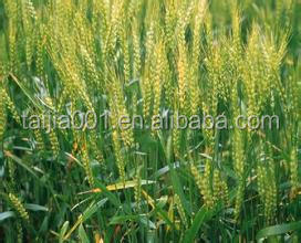 wheat gluten meal for animal feed