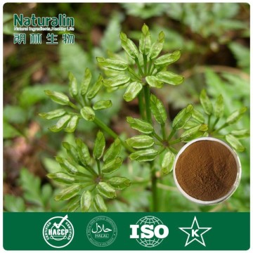 100% Natural Coptis chinensis Extract powder with 10%~95% Berberine