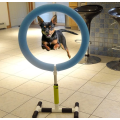 Indoor Outdoor Pet Training Equipment