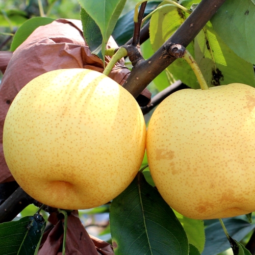 Poire couronne fraîche 2019