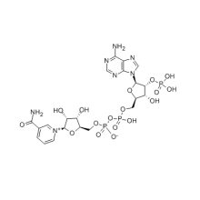 High Purity Triphosphopyridine nucleotide CAS 53-59-8 In Stock