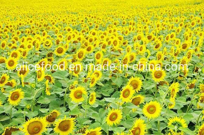 New Crop Dried Sunflower Seeds Raw or Roasted Sunflower Seeds