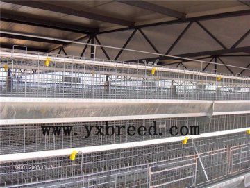 chicken poultry shed equipment