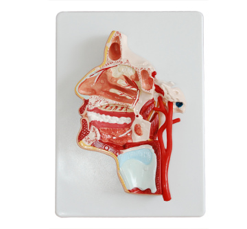 Medical Teaching Head Model