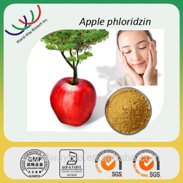 HACCP KOSHER GMP supplier hot sale apple peel extract, factory price 90% phlorizin apple peel extract